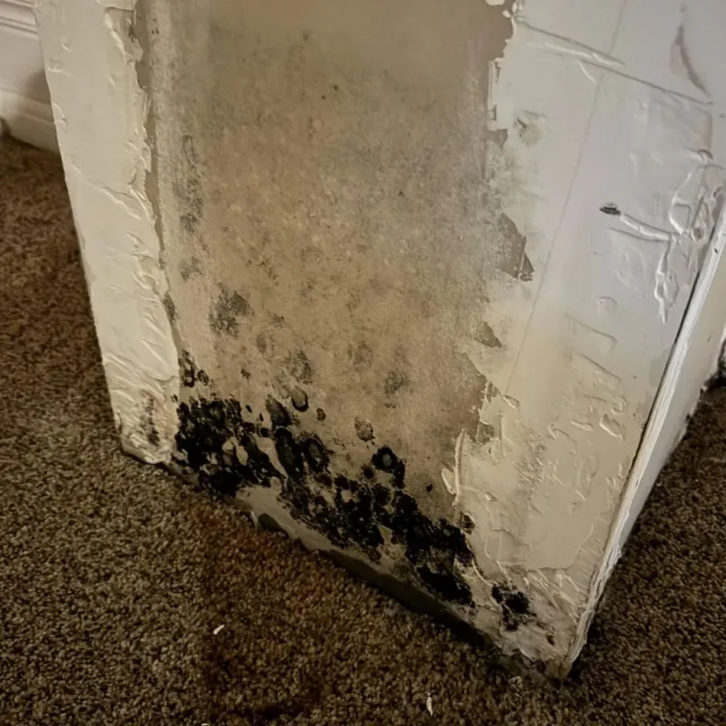 Professional Mold Removal in Luna County, NM